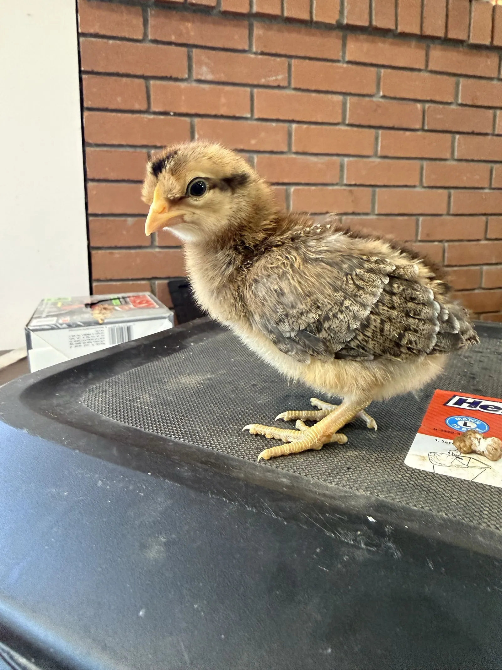 Bird 2