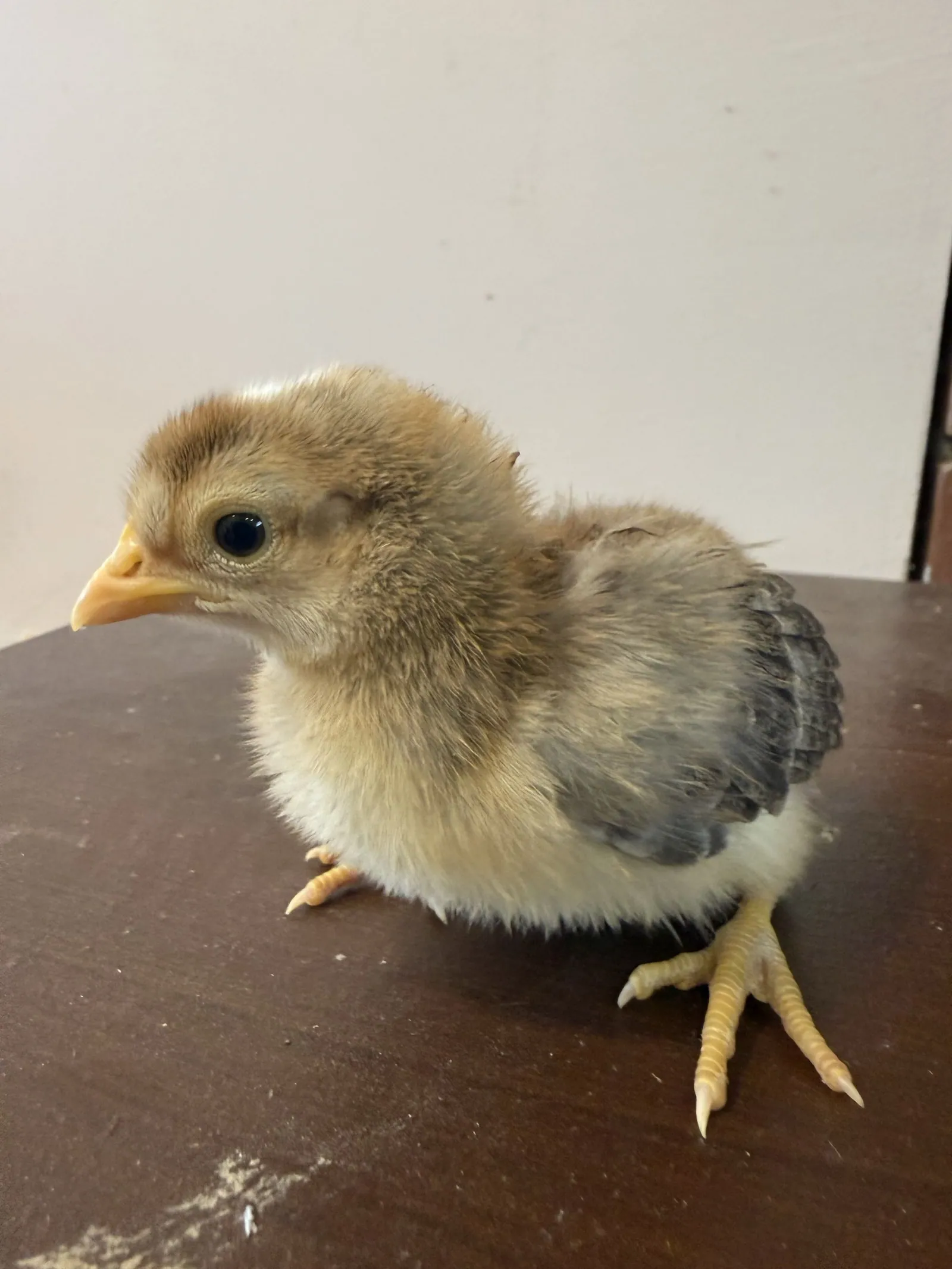 Bird 3