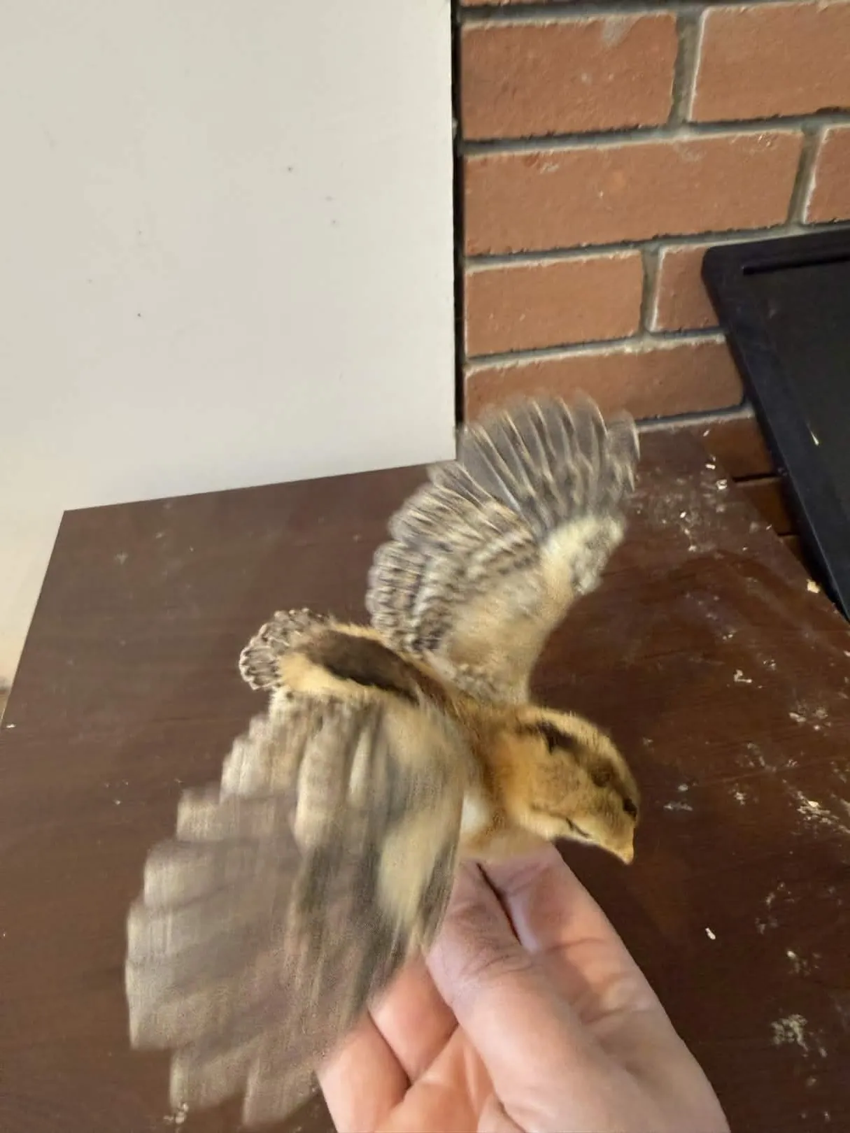 Bird 6