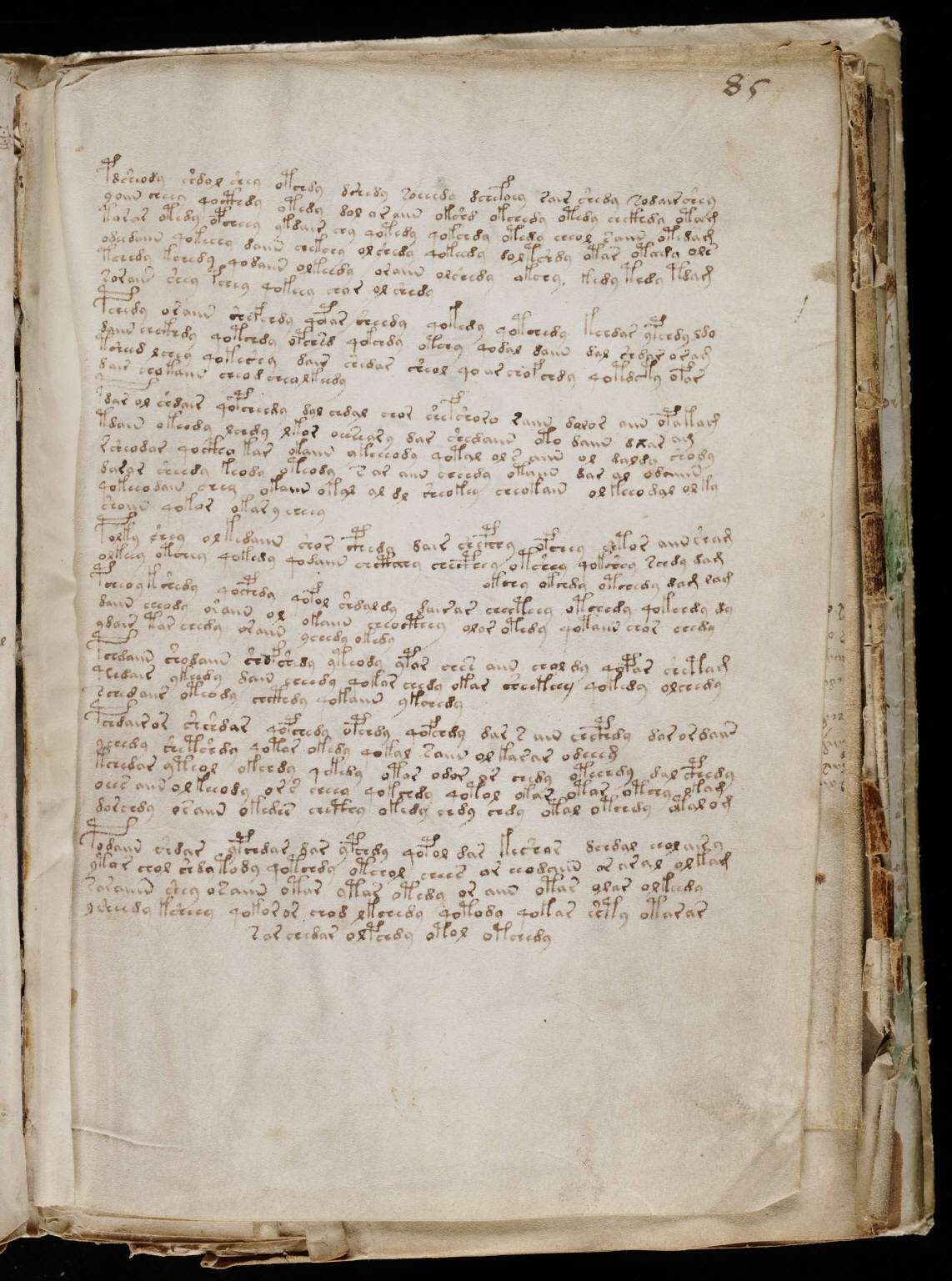 Voynich Manuscript — Biological section, folio f77v