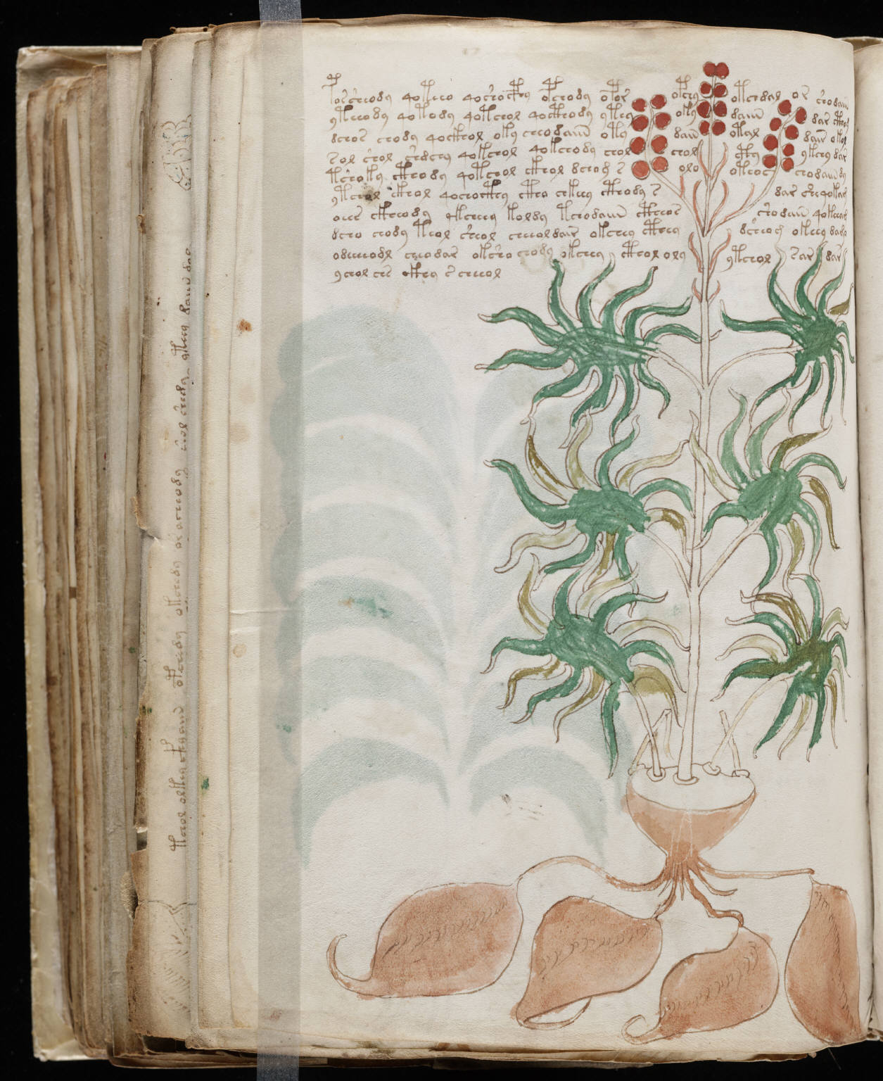 Voynich Manuscript pharmaceutical folio f99r