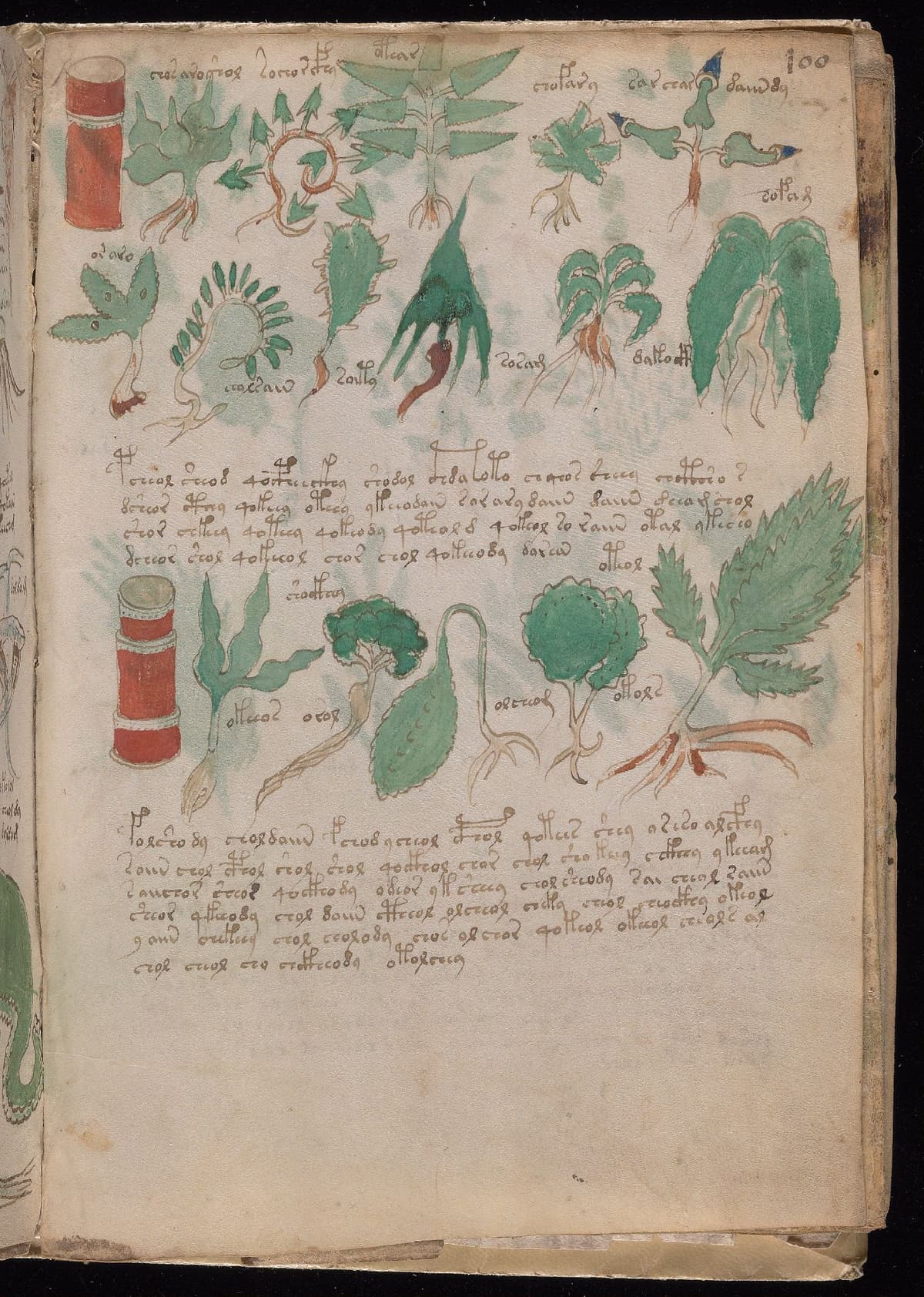 Folio 100r of the Voynich Manuscript, pharmaceutical section