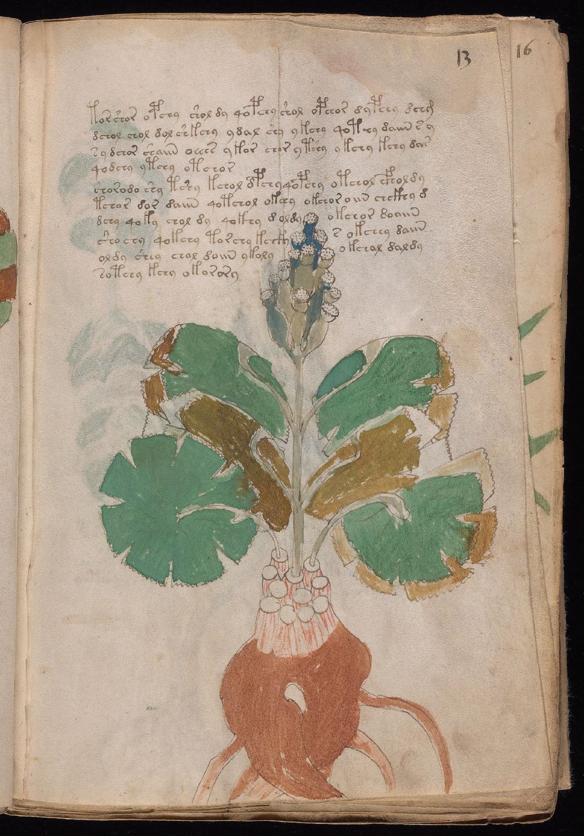 Folio 13r of the Voynich Manuscript, herbal section