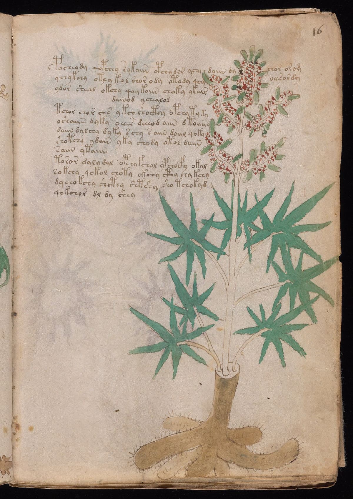 Folio 16r of the Voynich Manuscript, herbal section
