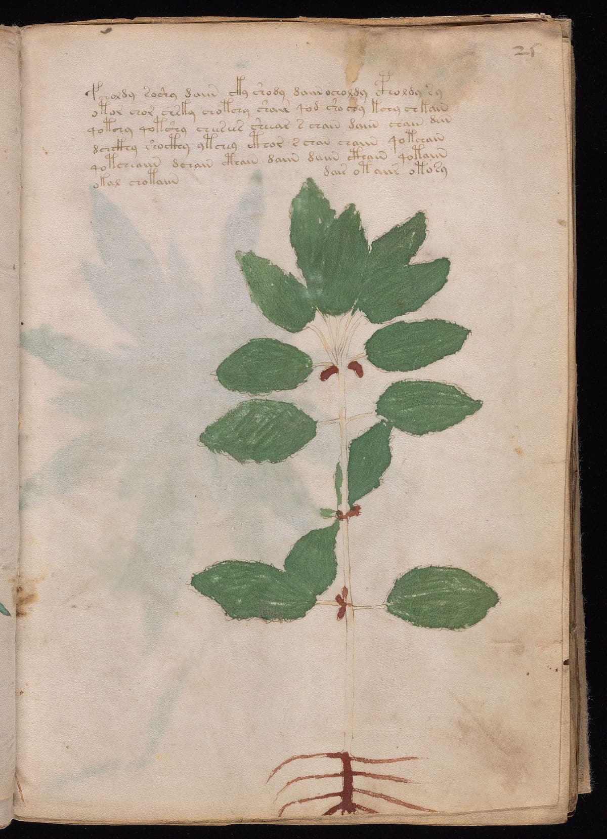Folio 25r of the Voynich Manuscript, herbal section