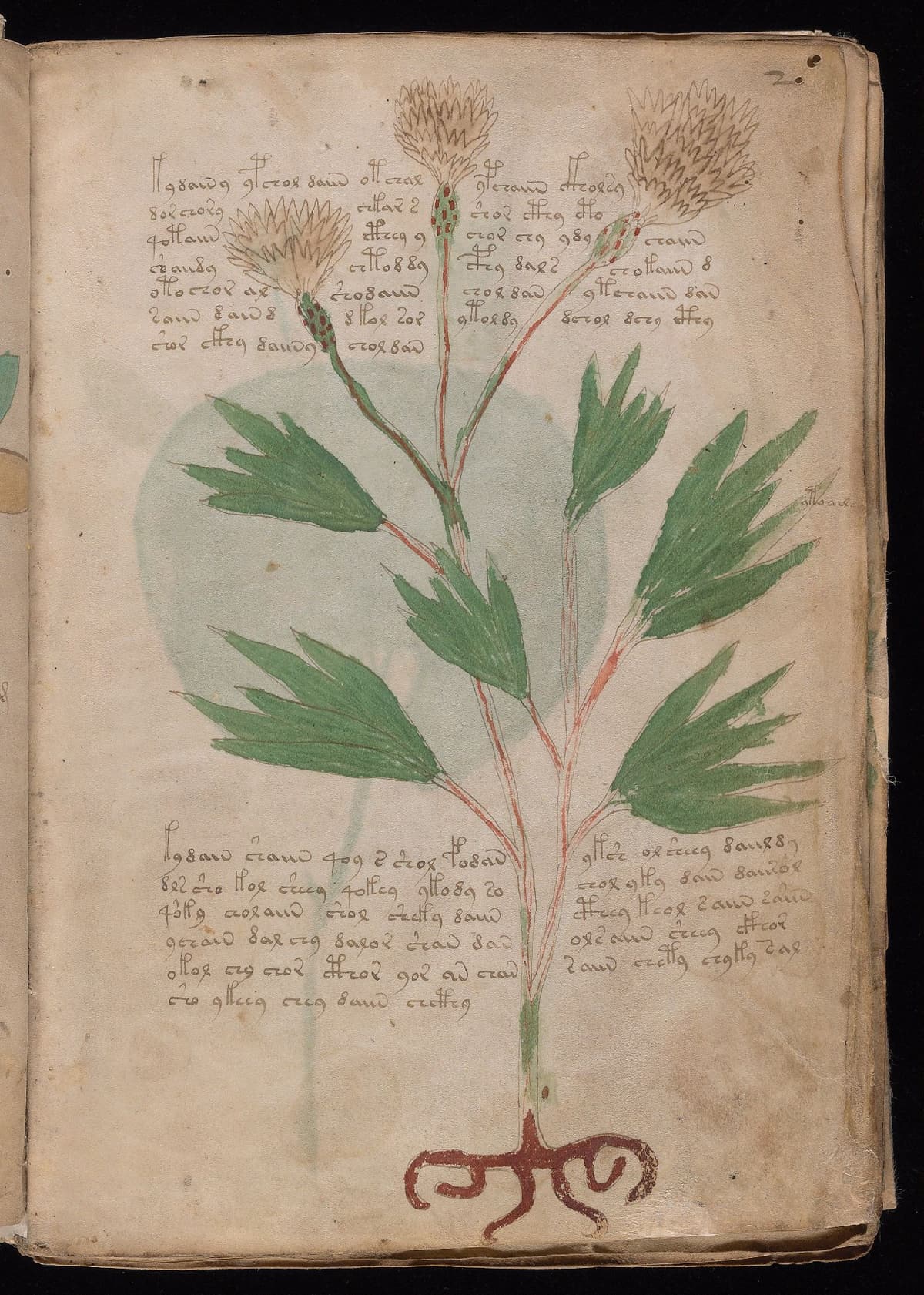 Folio 2r of the Voynich Manuscript, herbal section