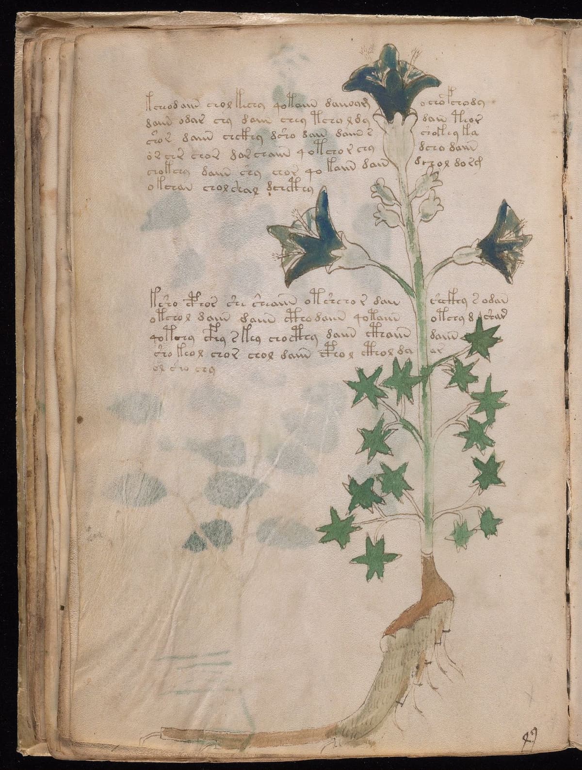 Folio 32v of the Voynich Manuscript, herbal section