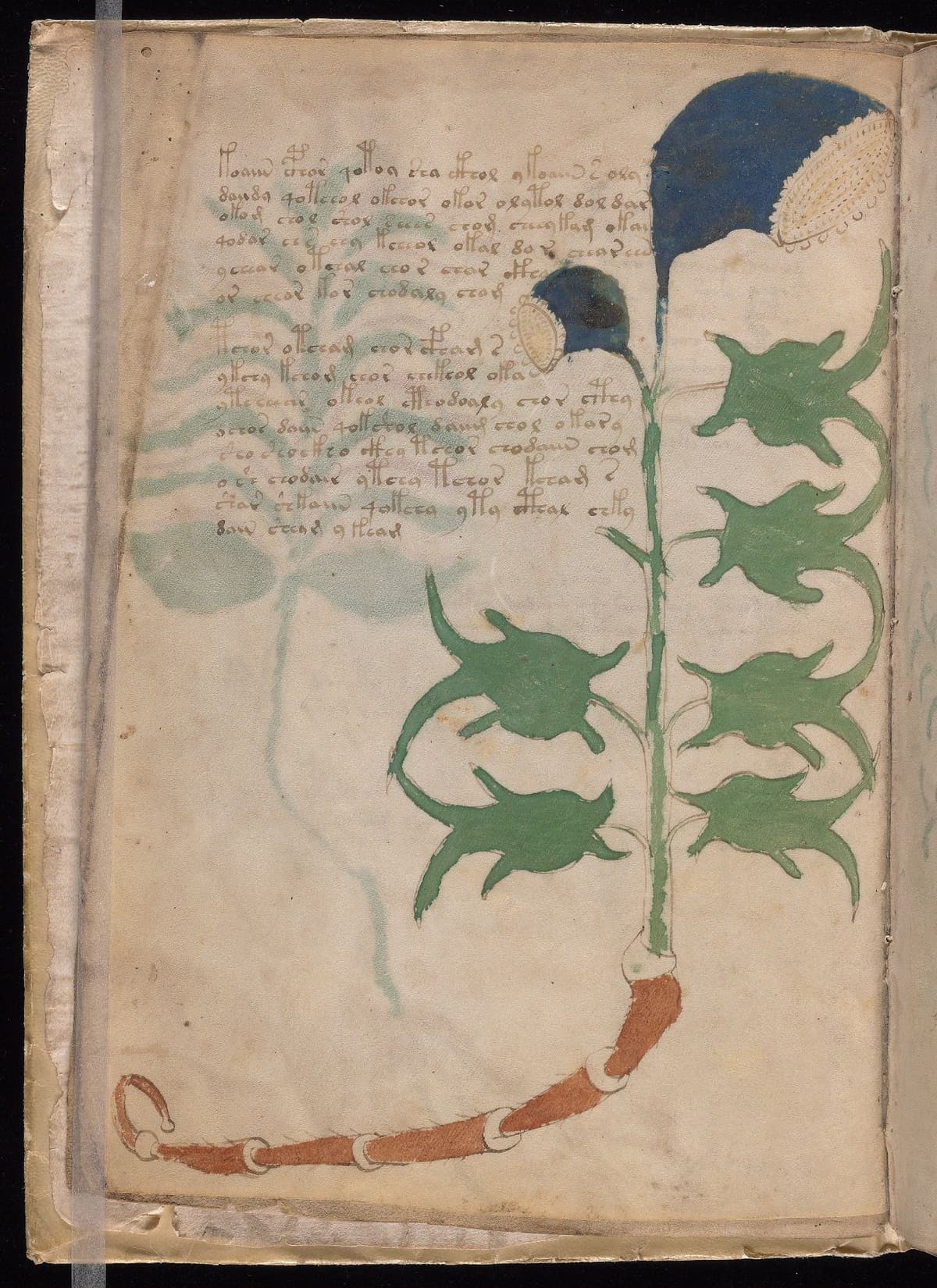Folio 3v of the Voynich Manuscript