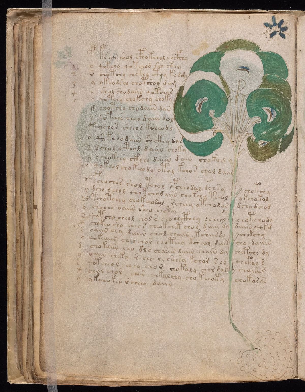 Folio 49v of the Voynich Manuscript