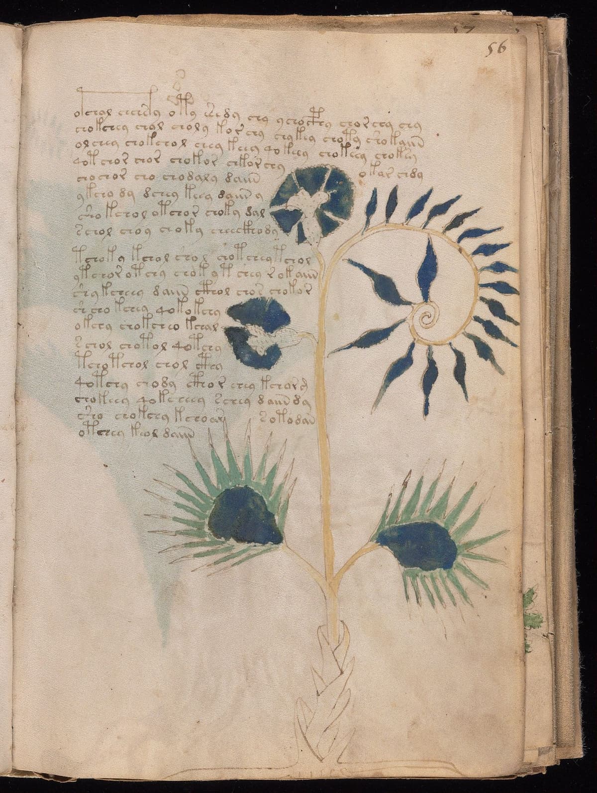 Folio 56r of the Voynich Manuscript
