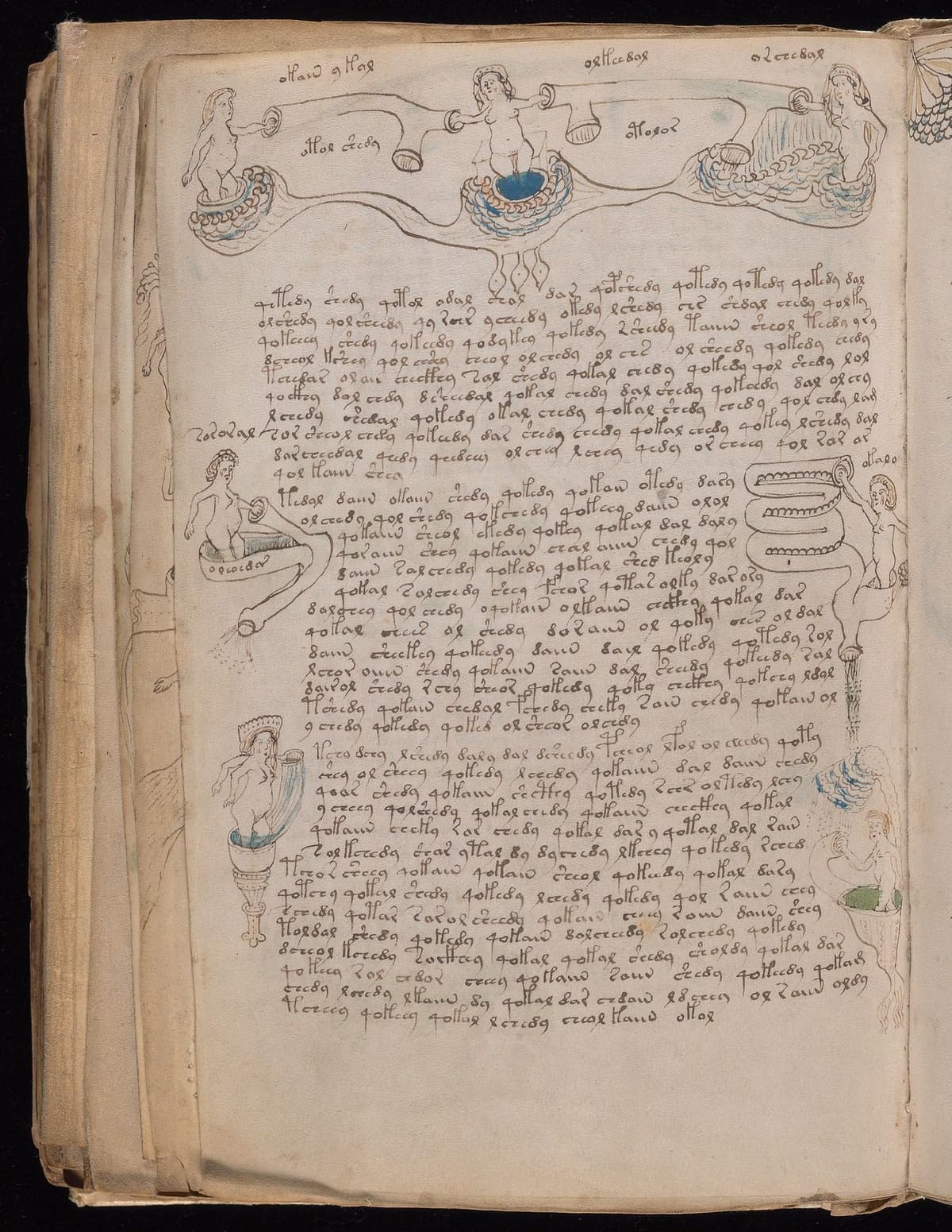 Folio 77v of the Voynich Manuscript, bathing section