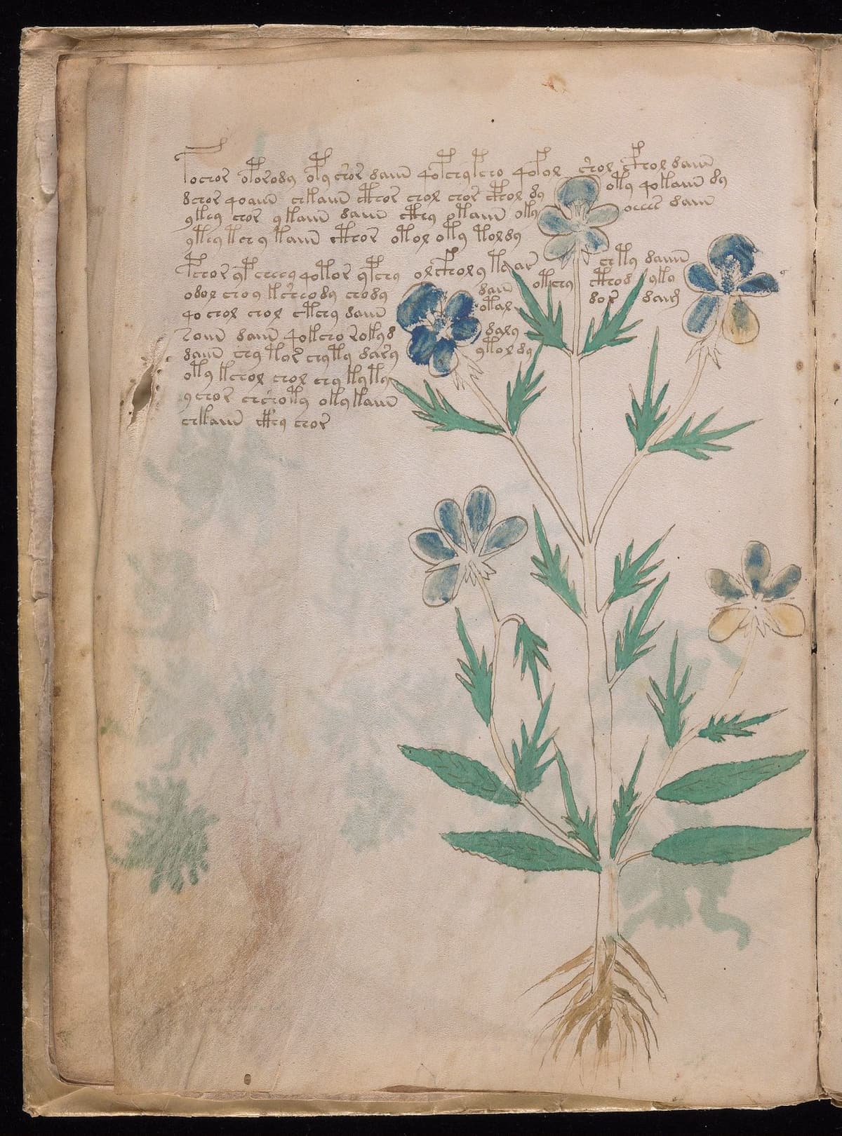 Folio 9v of the Voynich Manuscript, herbal section