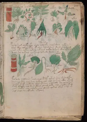 Folio 100r of the Voynich Manuscript