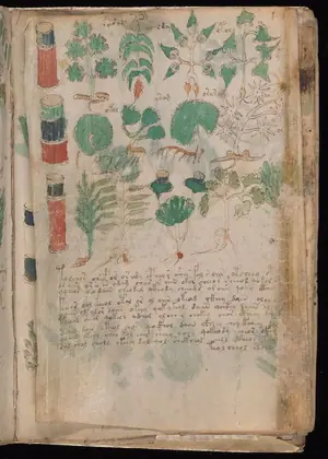 Folio 101v (part) of the Voynich Manuscript