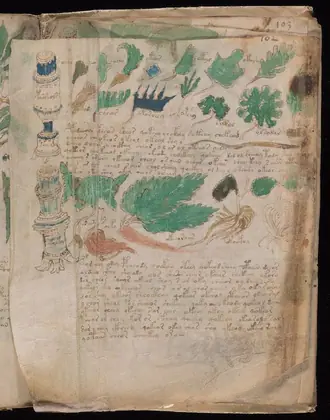 Folio 102v (part) of the Voynich Manuscript