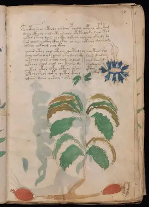 Folio 10r of the Voynich Manuscript