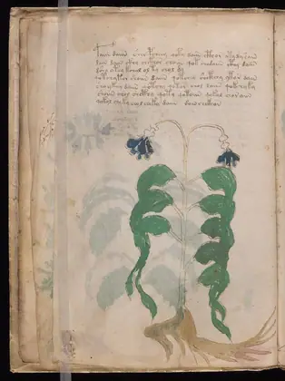 Folio 10v of the Voynich Manuscript