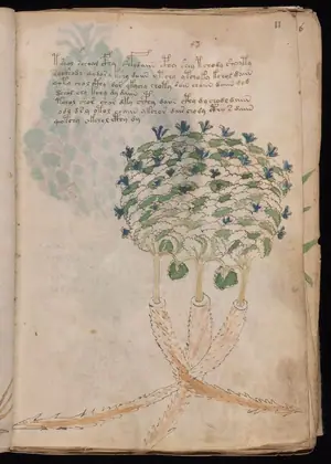 Folio 11r of the Voynich Manuscript