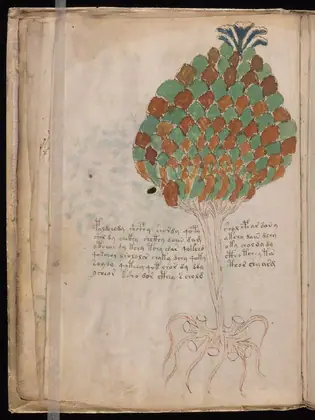 Folio 11v of the Voynich Manuscript