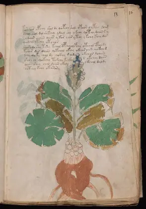 Folio 13r of the Voynich Manuscript