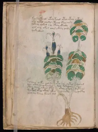 Folio 13v of the Voynich Manuscript