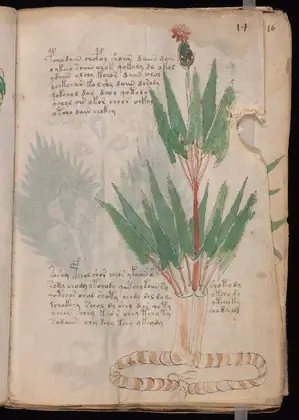Folio 14r of the Voynich Manuscript