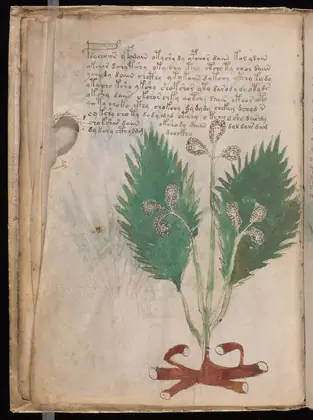 Folio 14v of the Voynich Manuscript