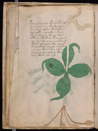 Folio 15v of the Voynich Manuscript