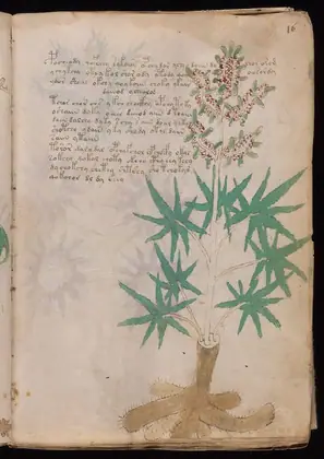 Folio 16r of the Voynich Manuscript