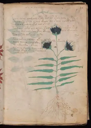 Folio 17r of the Voynich Manuscript