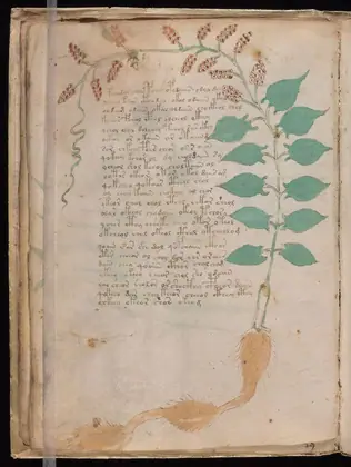 Folio 17v of the Voynich Manuscript