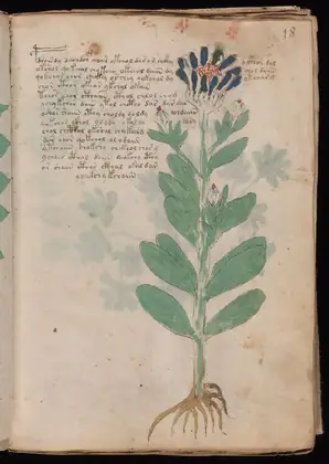 Folio 18r of the Voynich Manuscript