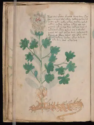 Folio 18v of the Voynich Manuscript