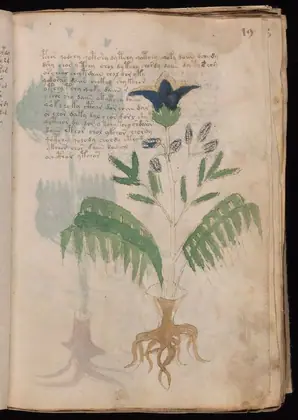 Folio 19r of the Voynich Manuscript