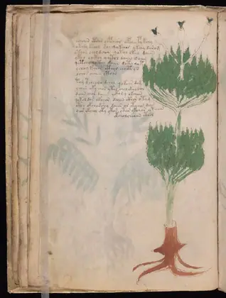 Folio 19v of the Voynich Manuscript