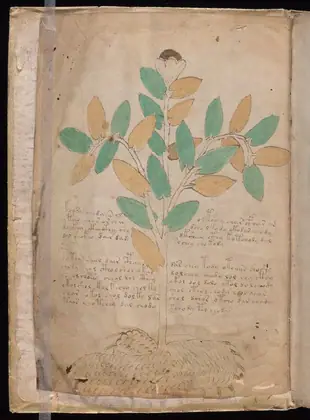 Folio 1v of the Voynich Manuscript