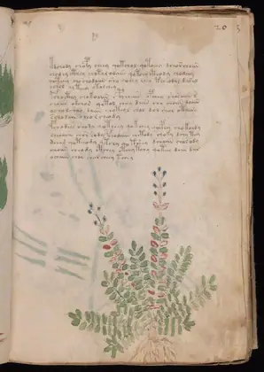Folio 20r of the Voynich Manuscript