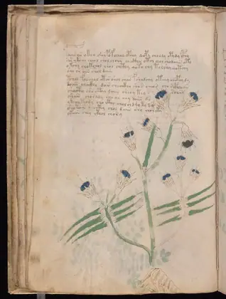 Folio 20v of the Voynich Manuscript