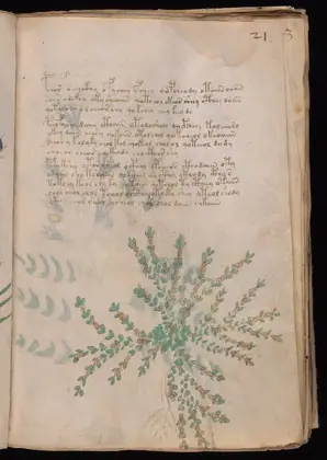 Folio 21r of the Voynich Manuscript