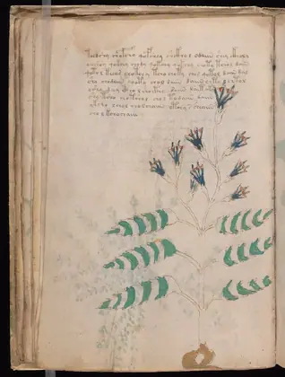 Folio 21v of the Voynich Manuscript