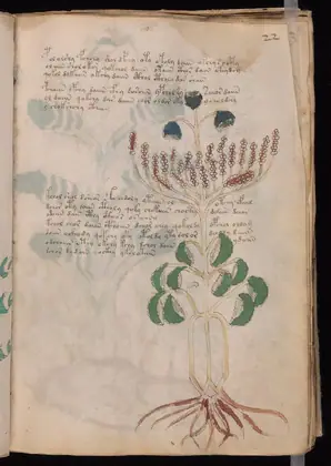 Folio 22r of the Voynich Manuscript