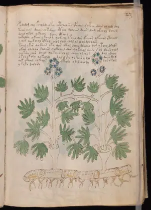 Folio 23r of the Voynich Manuscript