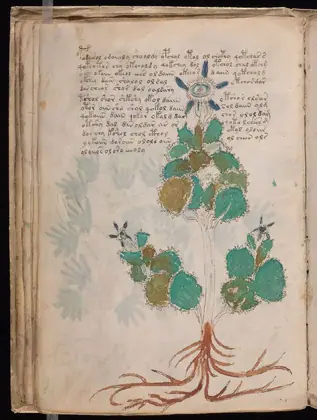 Folio 23v of the Voynich Manuscript