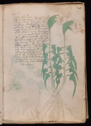 Folio 24r of the Voynich Manuscript