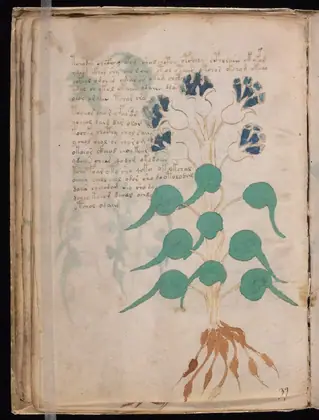 Folio 24v of the Voynich Manuscript