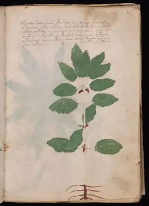 Folio 25r of the Voynich Manuscript