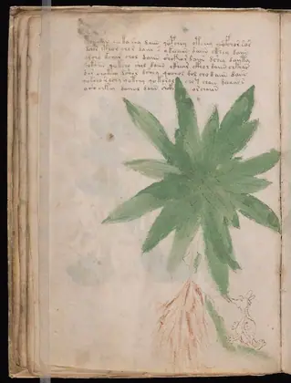 Folio 25v of the Voynich Manuscript
