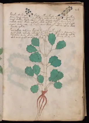 Folio 26r of the Voynich Manuscript