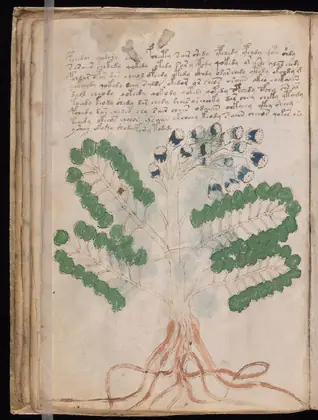 Folio 26v of the Voynich Manuscript