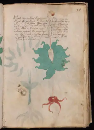 Folio 28r of the Voynich Manuscript